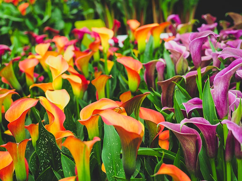 Chelsea flower show blog
