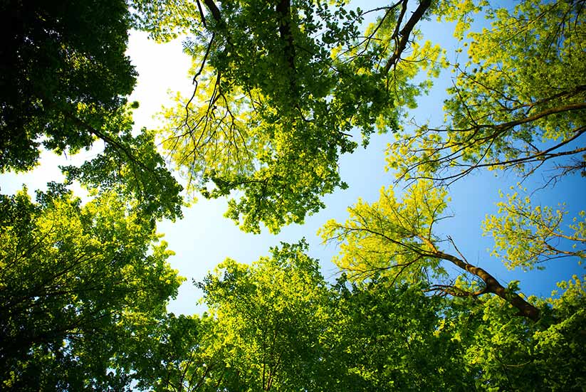 Environment blog